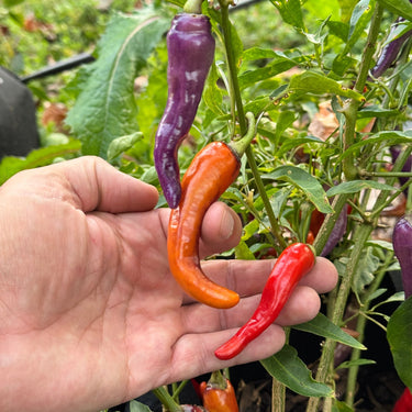 Buena Mulata - Seeds - The Pepper Pantry (Formerly Marie Sharp's)